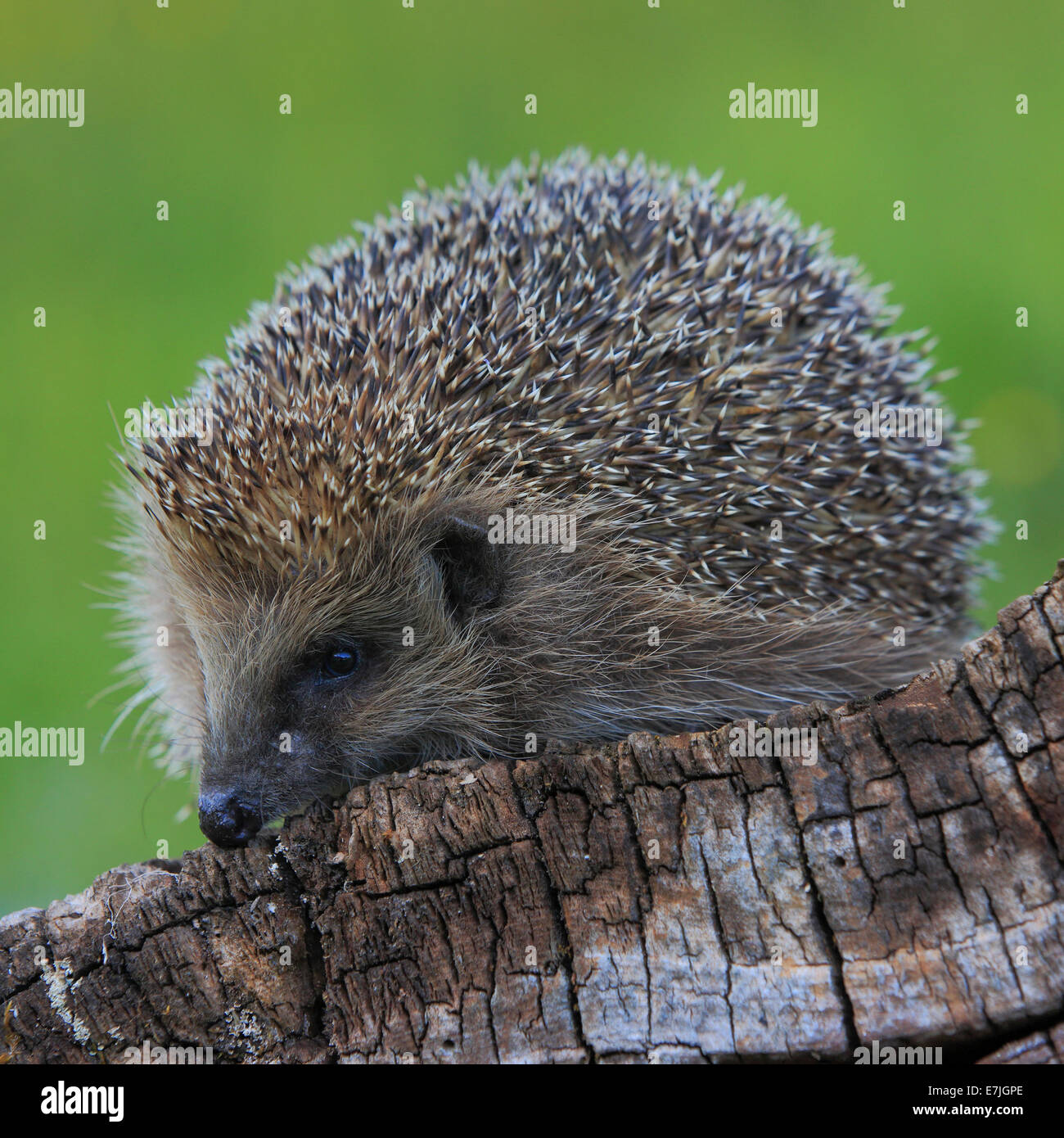 Souche d'arbre, hérisson Erinaceus europaeus commune, européenne, hérisson, printemps, bois, hérisson, Suisse, insectivores, piqûres, p Banque D'Images