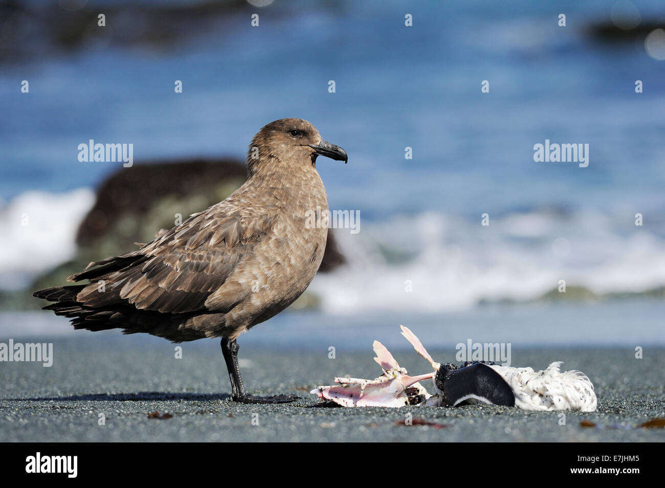 Labbe parasite (Stercorarius antarcticus marron) debout à côté d'une carcasse de pingouins sur une plage, l'île Macquarie sub-antarctiques, en Australie. Banque D'Images