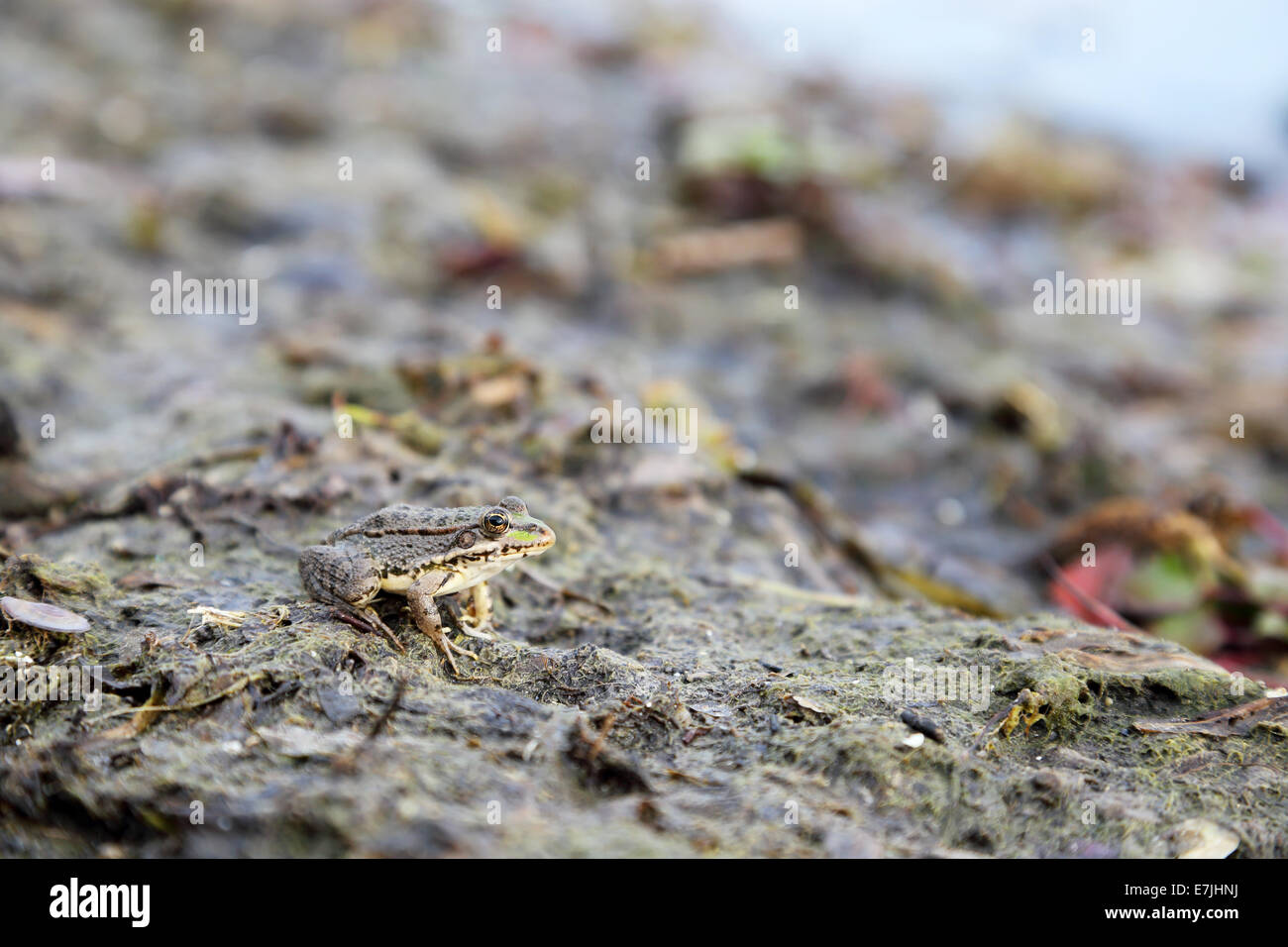 Sweet petite grenouille assis près de l'eau Banque D'Images