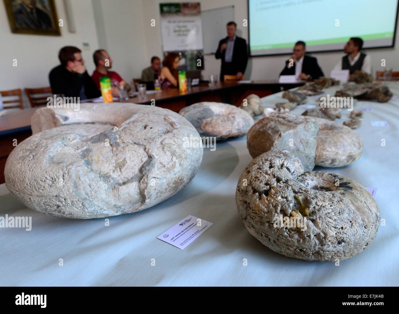 Prague, République tchèque. Sep 19, 2014. Des représentants de la Commission géologique tchèque a présenté les réalisations de la paléontologie et les fossiles Collection tchèque de l'Antarctique lors d'une conférence de presse à Prague, en République tchèque, le 19 septembre 2014. Photo : CTK/Vondrous Romain Photo/Alamy Live News Banque D'Images