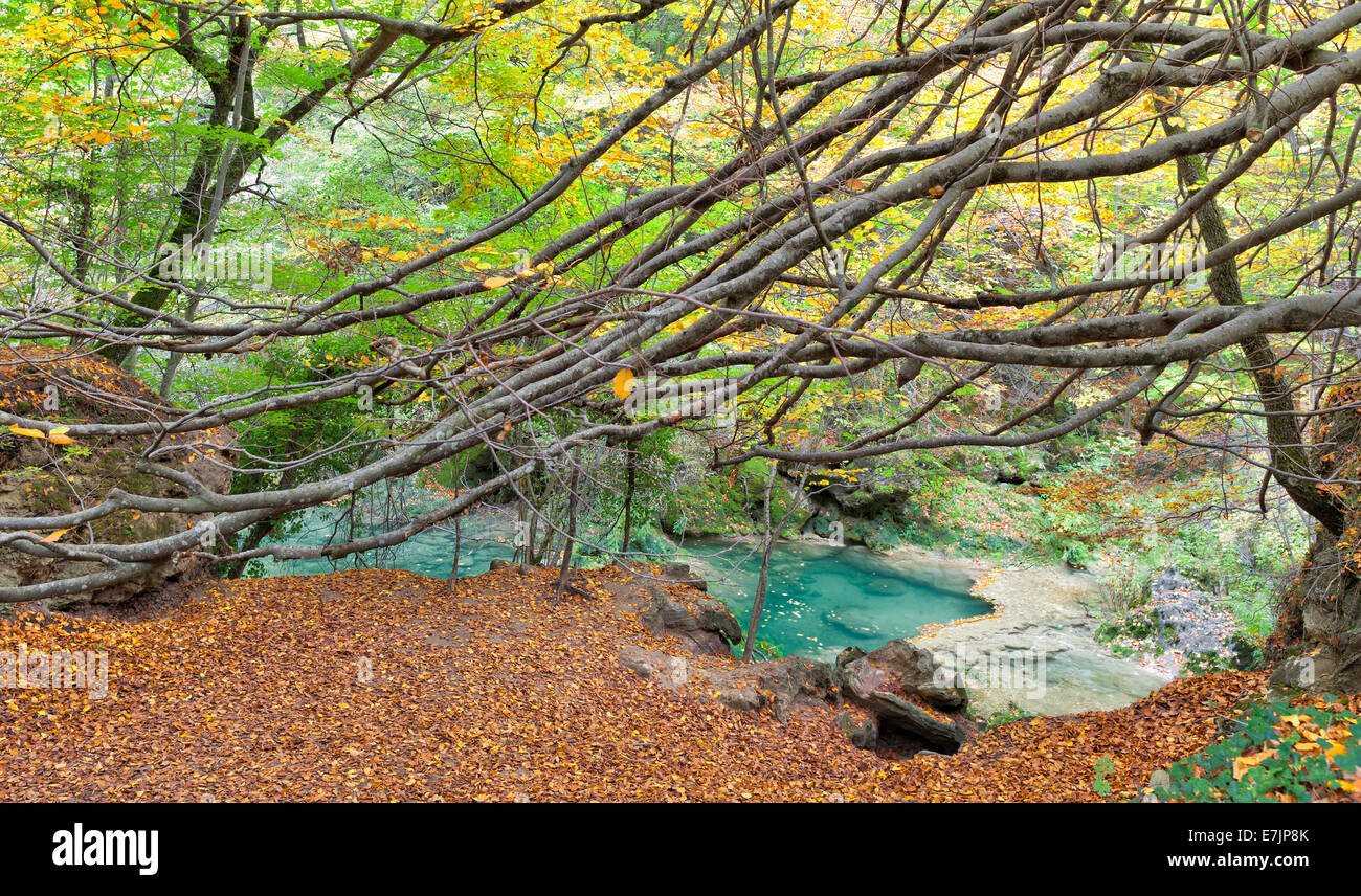 L'automne dans la forêt de hêtres de Navarre.L'Espagne. Banque D'Images
