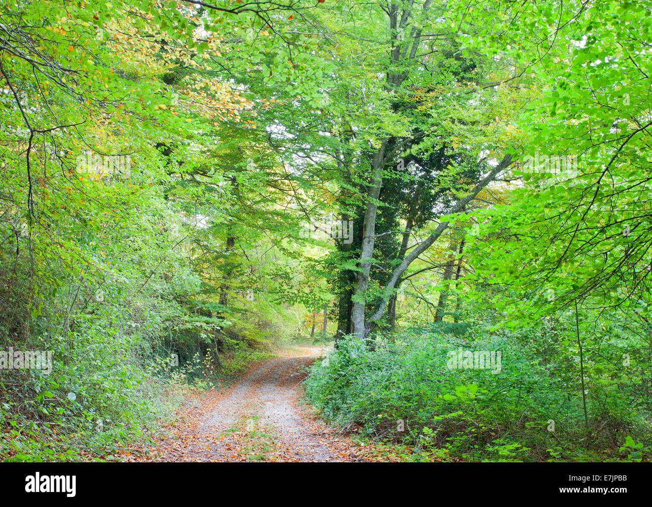 L'automne dans la forêt de hêtres de Navarre.L'Espagne. Banque D'Images