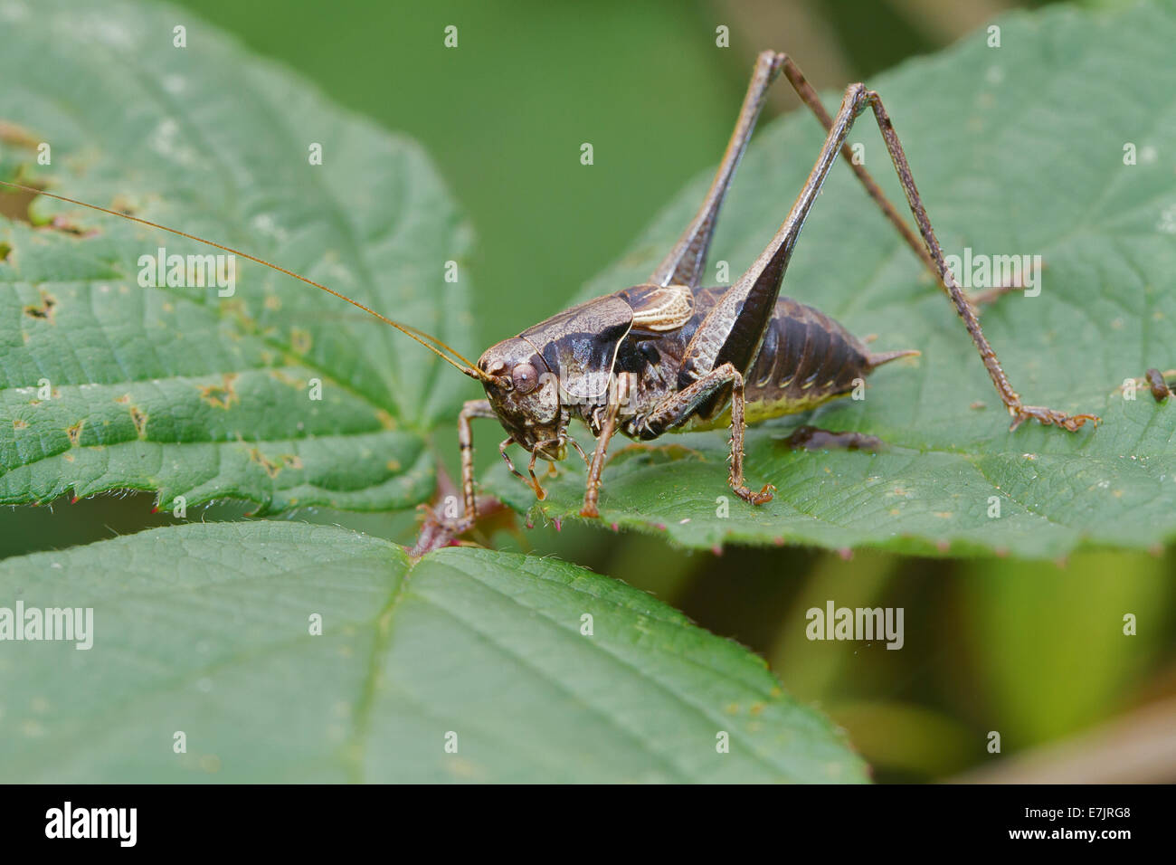 Bush-cricket mâle Banque D'Images