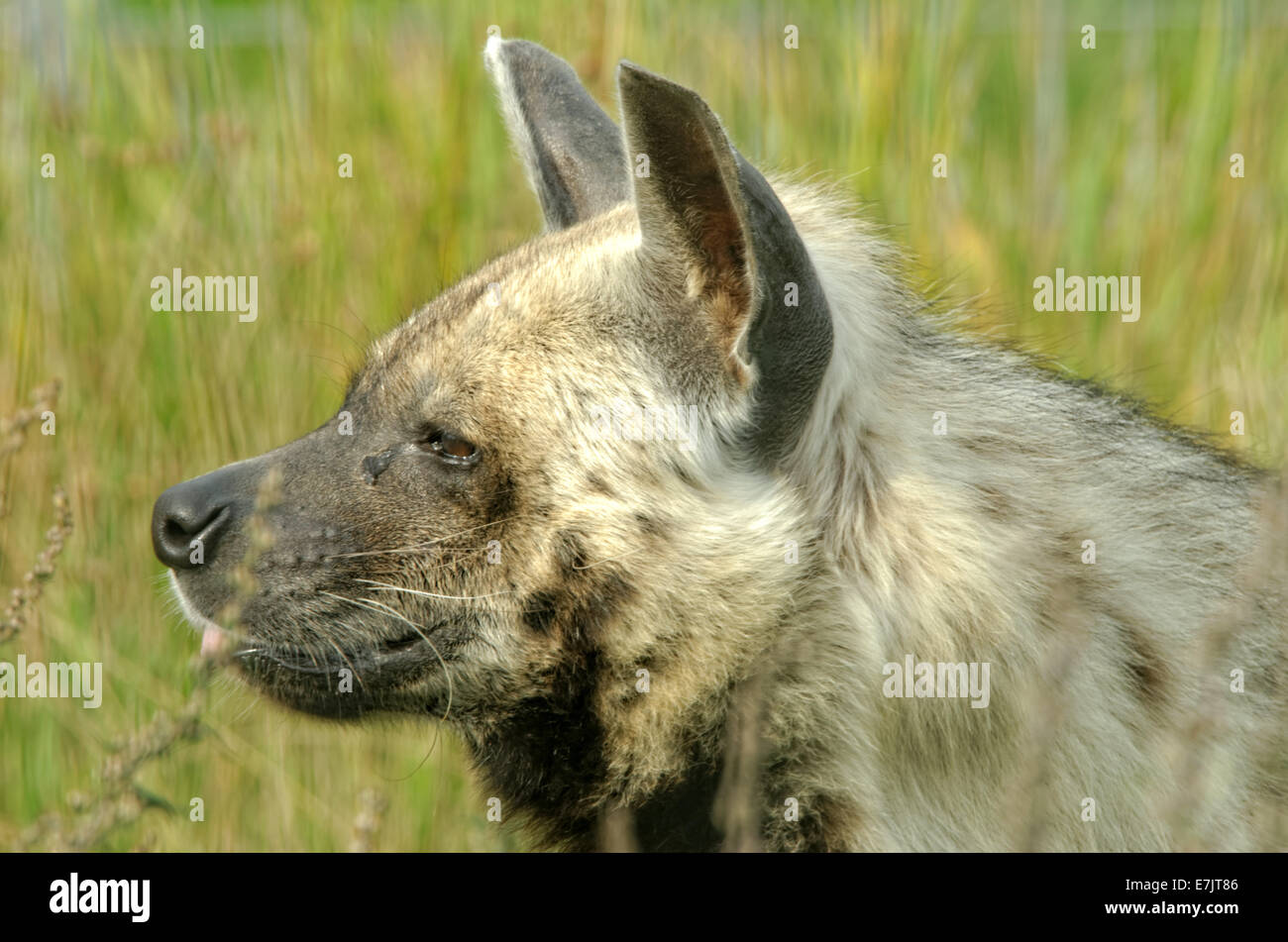 a striped hyena banque d image et photos alamy