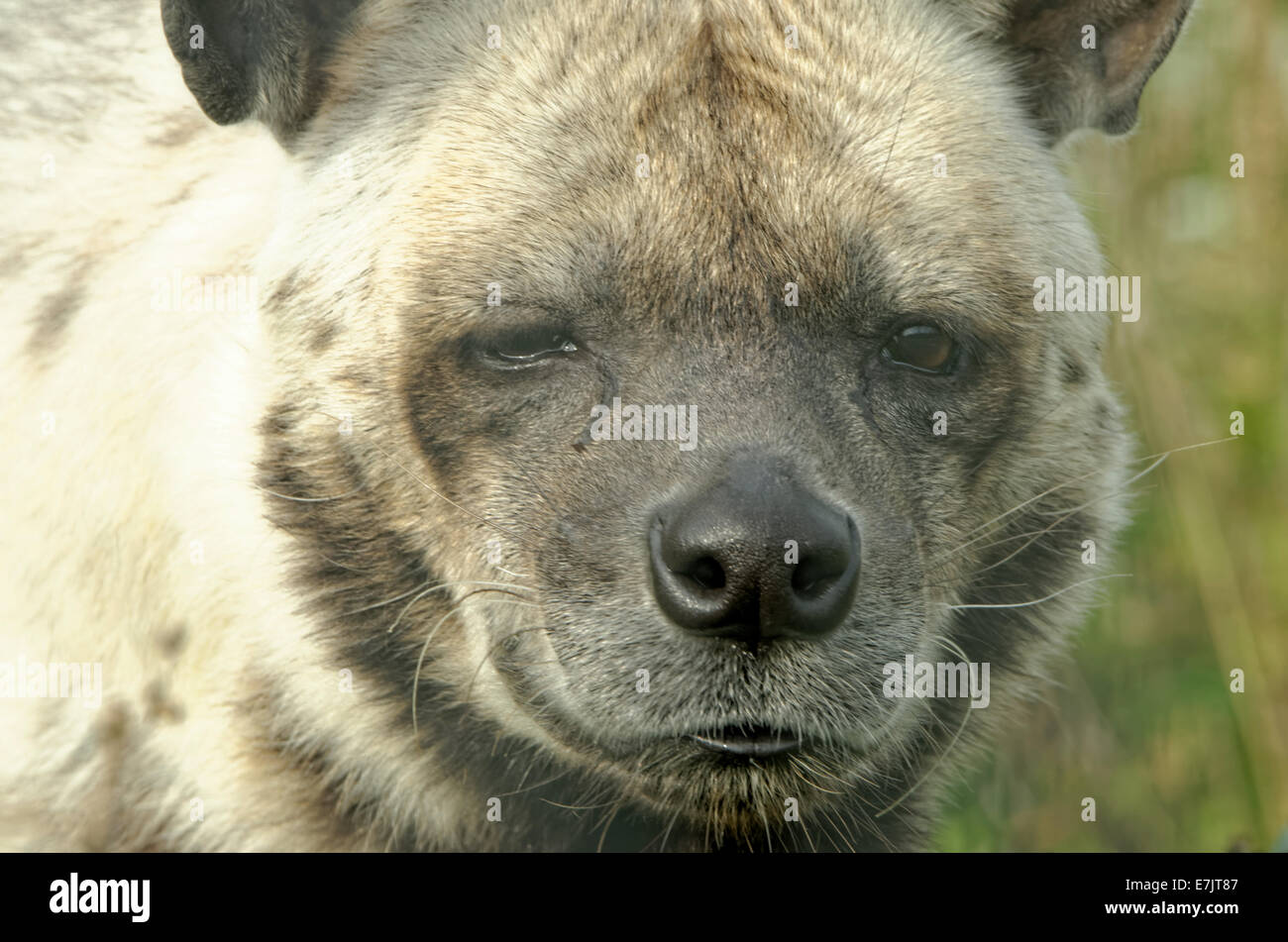 a striped hyena banque d image et photos alamy