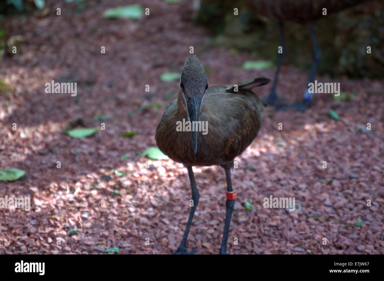 Oiseau pêcheur Banque D'Images