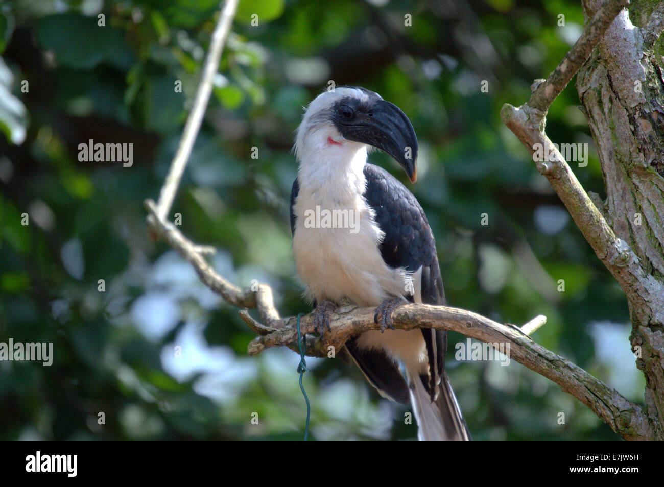 Oiseau calao perché Banque D'Images