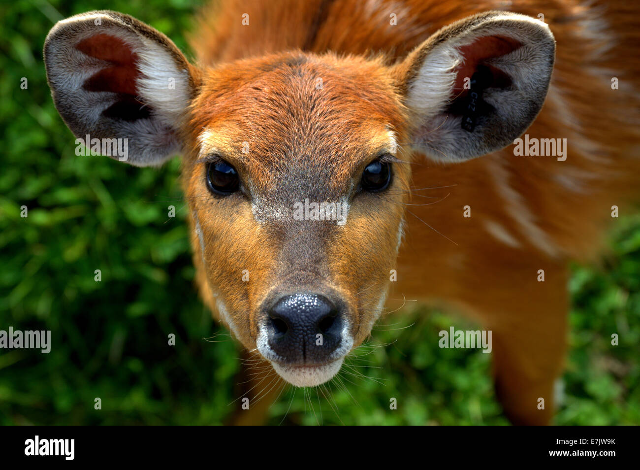 Sitatunga Close Up Banque D'Images