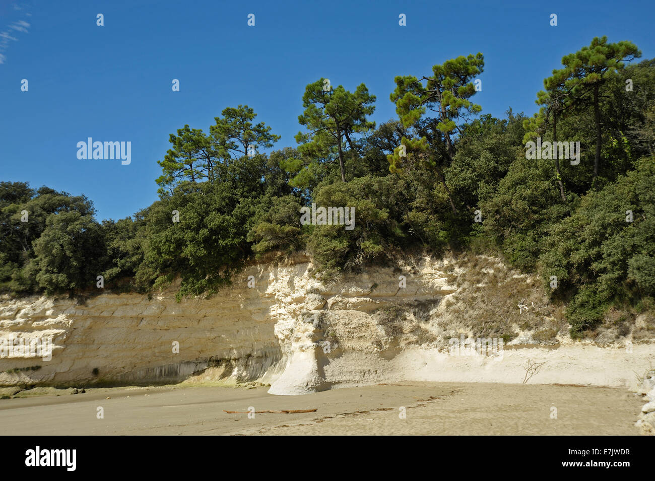 Falaises érodées et la forêt sur la côte de l'estuaire de la Gironde,Charente Maritime,France Banque D'Images