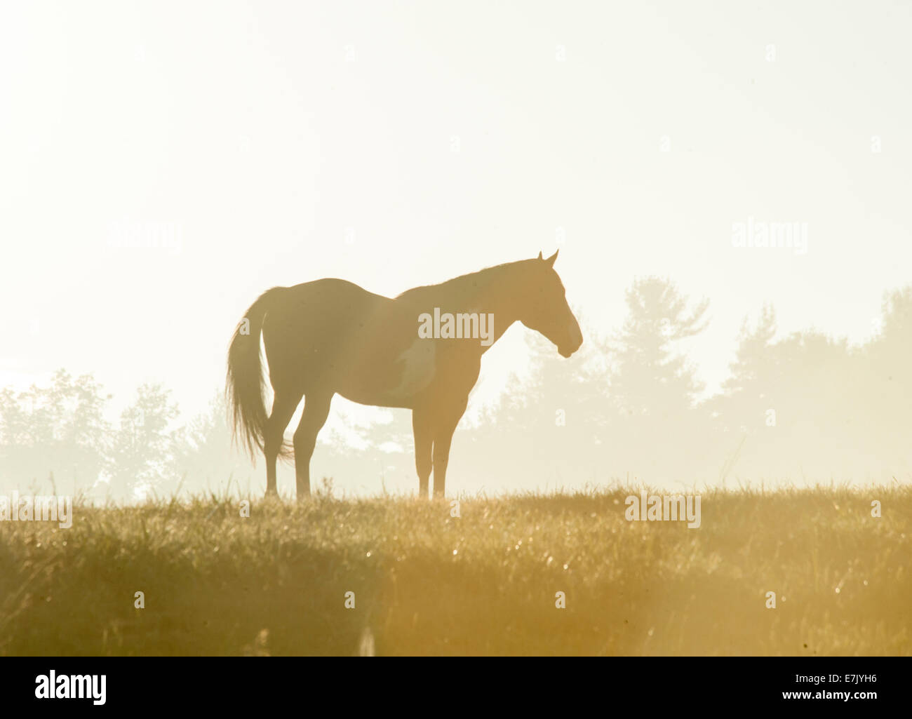 Horse silhouette dans le brouillard à l'horizon au lever du soleil Banque D'Images
