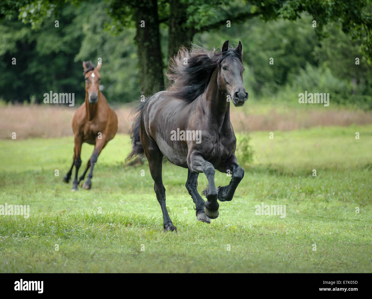 Jument frison néerlandais et Trekahner bai Banque D'Images