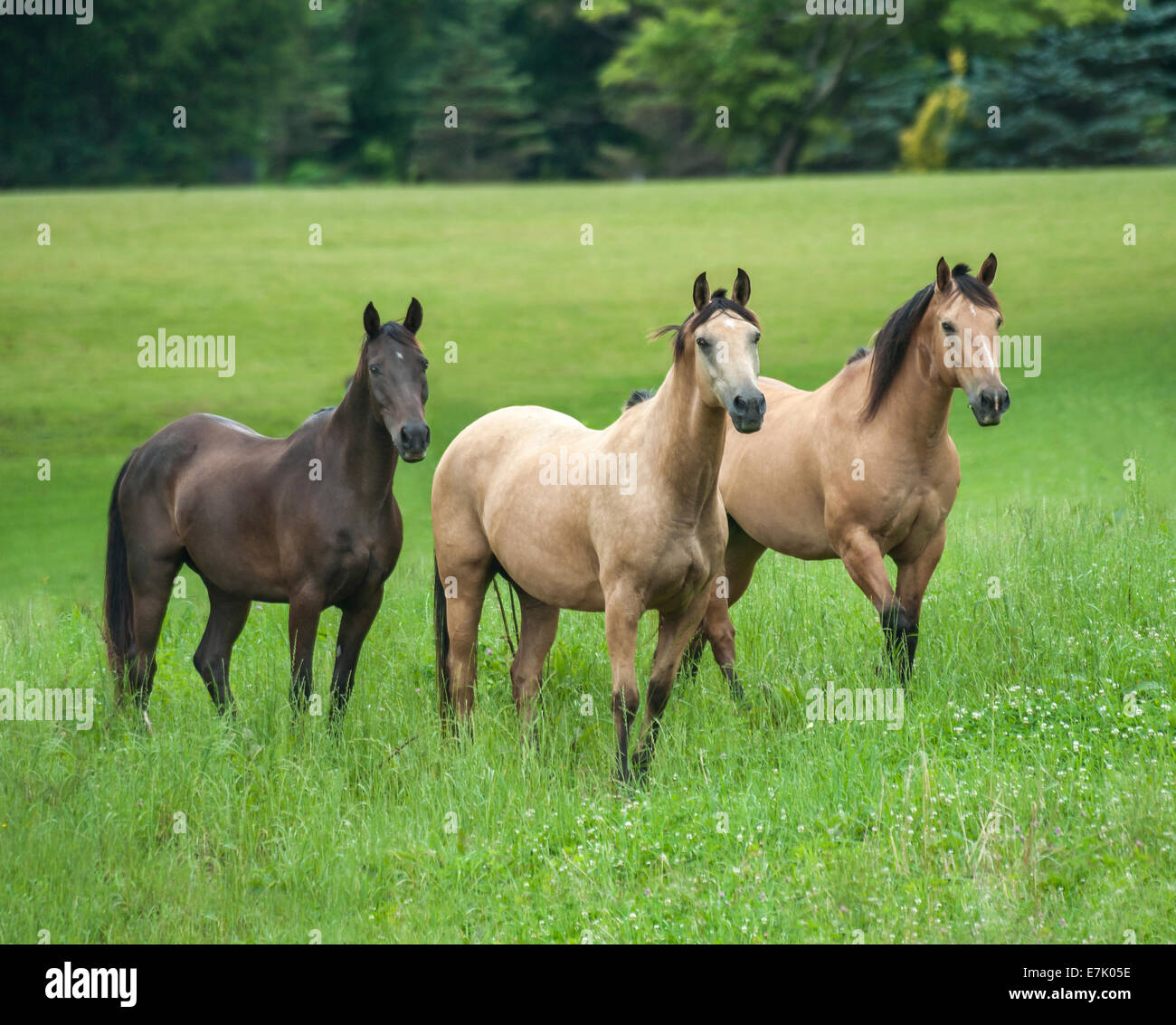 Troupeau domestique de diverses races de chevaux Banque D'Images