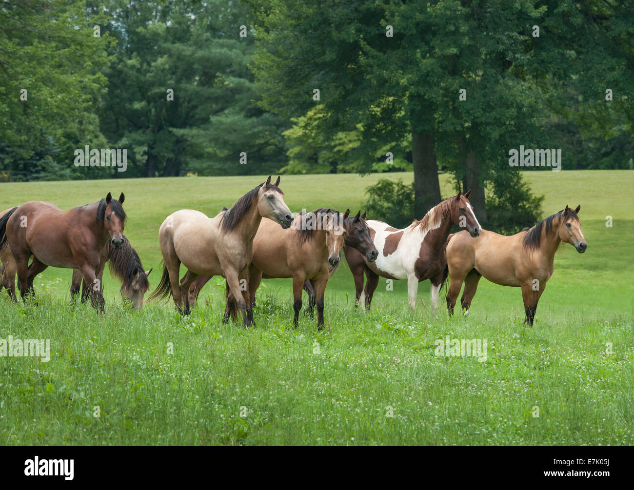 Troupeau domestique de diverses races de chevaux Banque D'Images