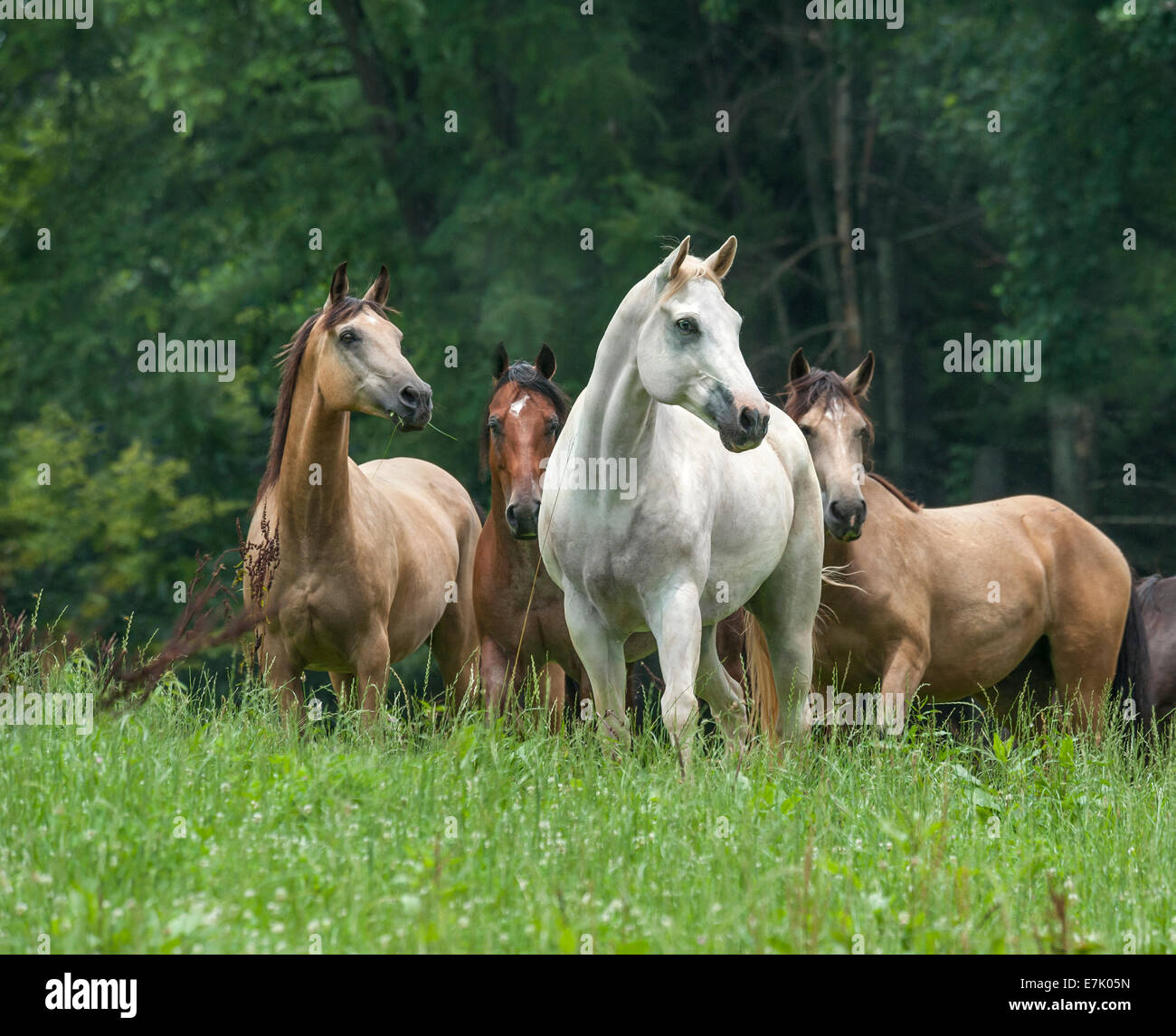 Troupeau domestique de diverses races de chevaux Banque D'Images