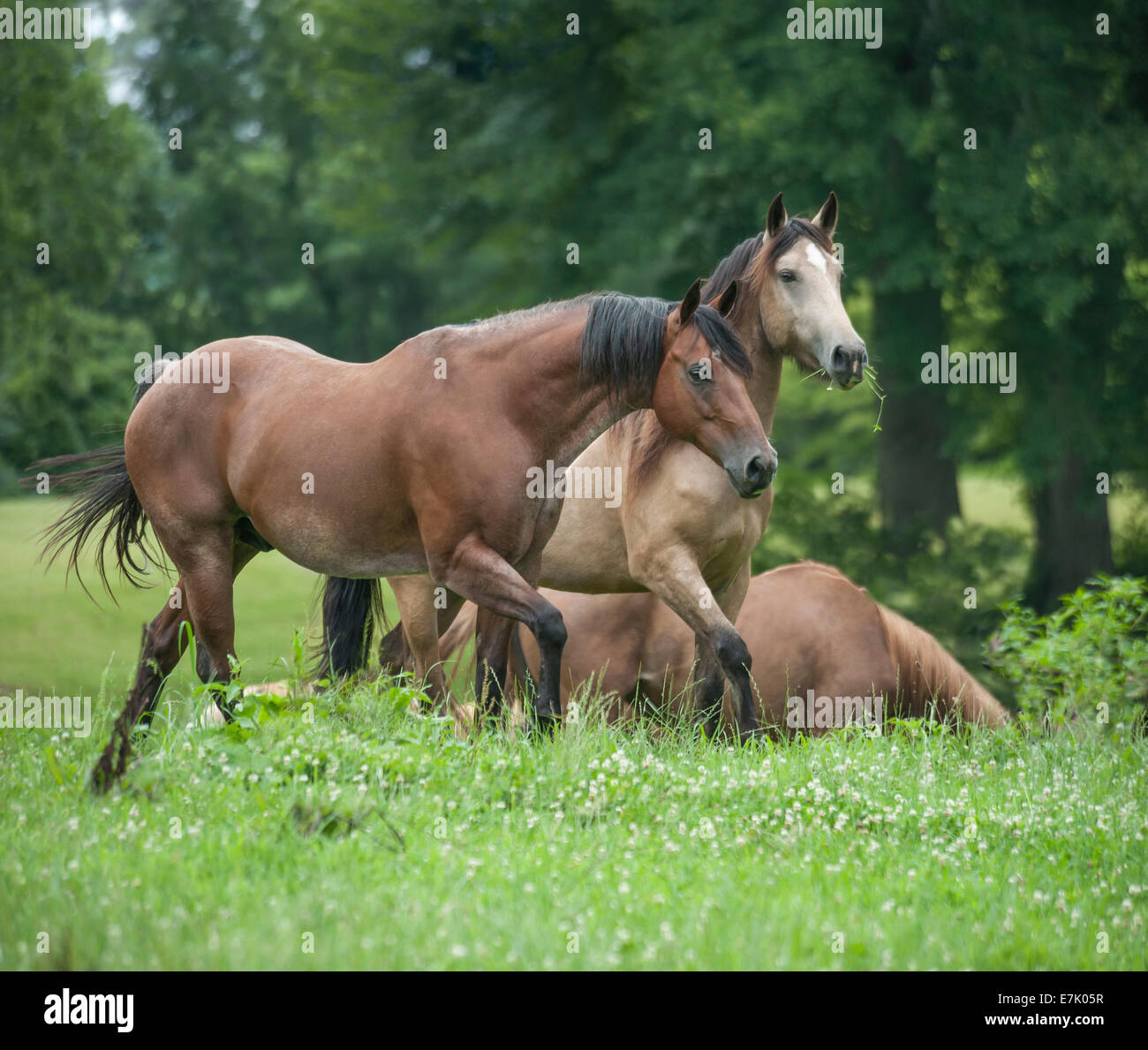 Troupeau domestique de diverses races de chevaux Banque D'Images