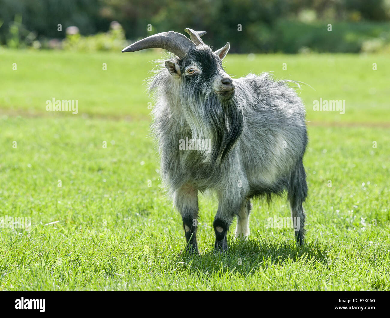Chèvre mâle Banque de photographies et d'images à haute résolution - Alamy