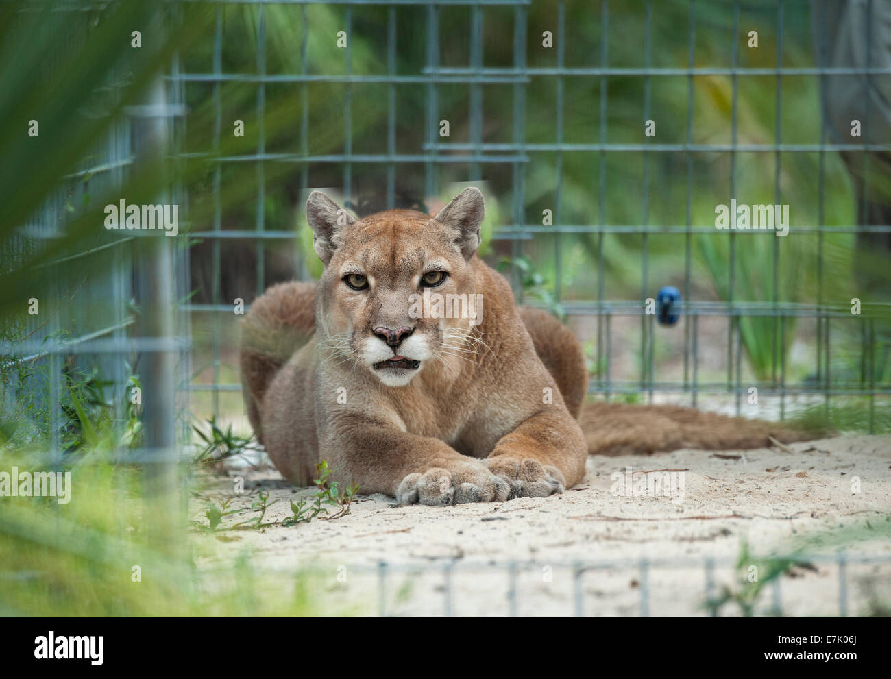 Cougar de l'Ouest en captivité Banque D'Images