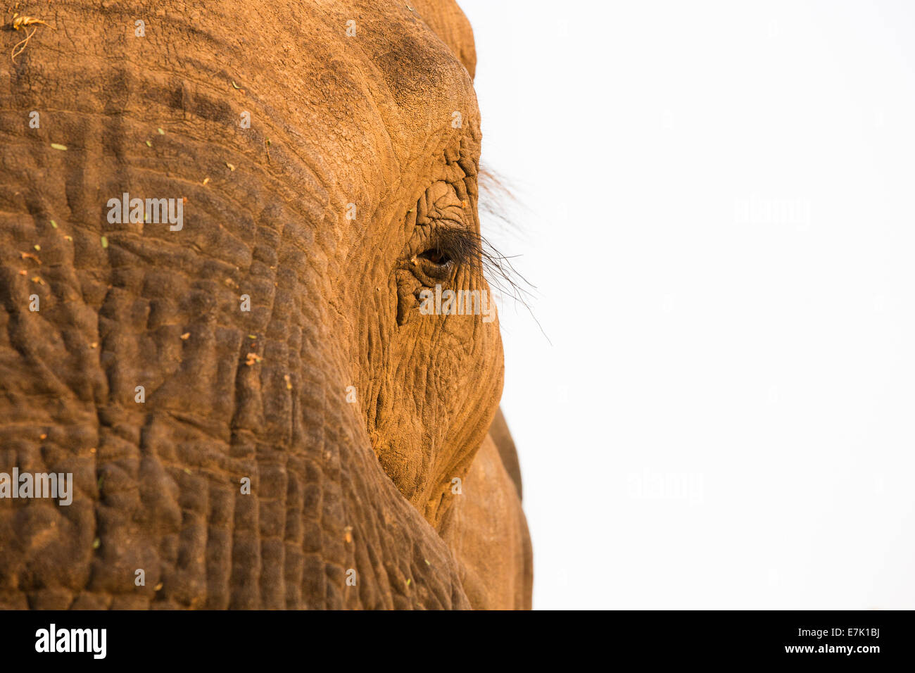 Gros plan d'un oeil de l'éléphant d'Afrique Banque D'Images