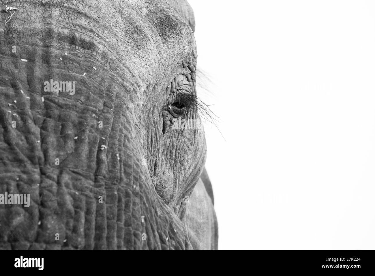 Gros plan d'un oeil de l'éléphant d'Afrique en noir et blanc Banque D'Images