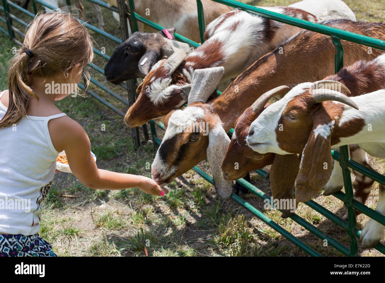 Sterling Heights, Michigan - Les enfants de nourrir les animaux de ferme dans un zoo pour enfants lors d'un festival d'été Banque D'Images