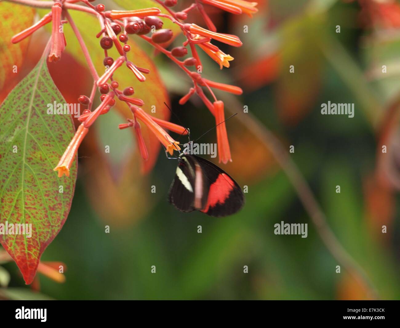 Belle photo d'un papillon la consommation de nectar d'une fleur Banque D'Images