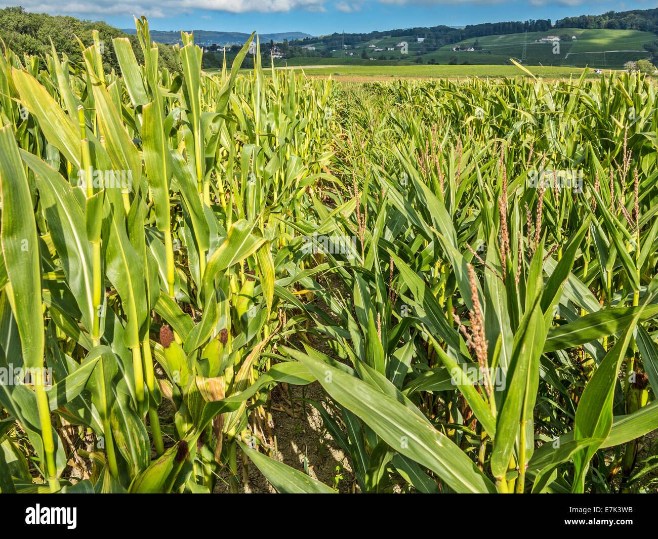 La production de maïs de semence. Sur la gauche sont les rangées de plantes productrices de semences, à droite ceux avec des fleurs sur la gauche pour le pollen. Banque D'Images