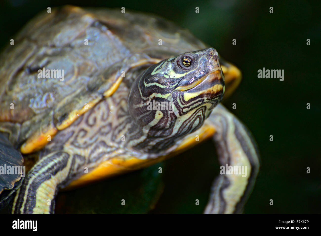 Le Reptile Tortue Aquarium de Floride Tampa FL US Shell Banque D'Images