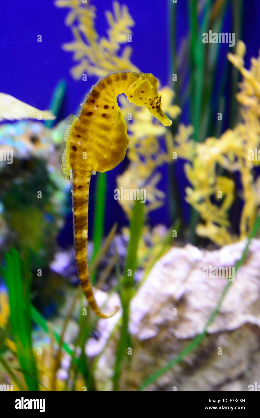 Les Hippocampes jaune l'Aquarium de Floride Tampa FL US Banque D'Images