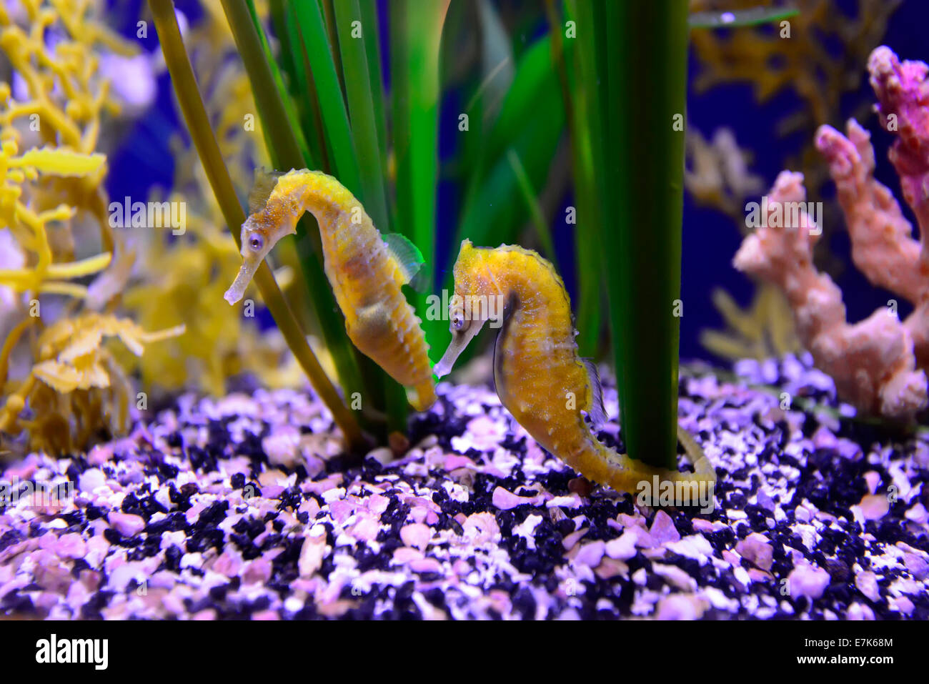 Les Hippocampes jaune l'Aquarium de Floride Tampa FL US Banque D'Images