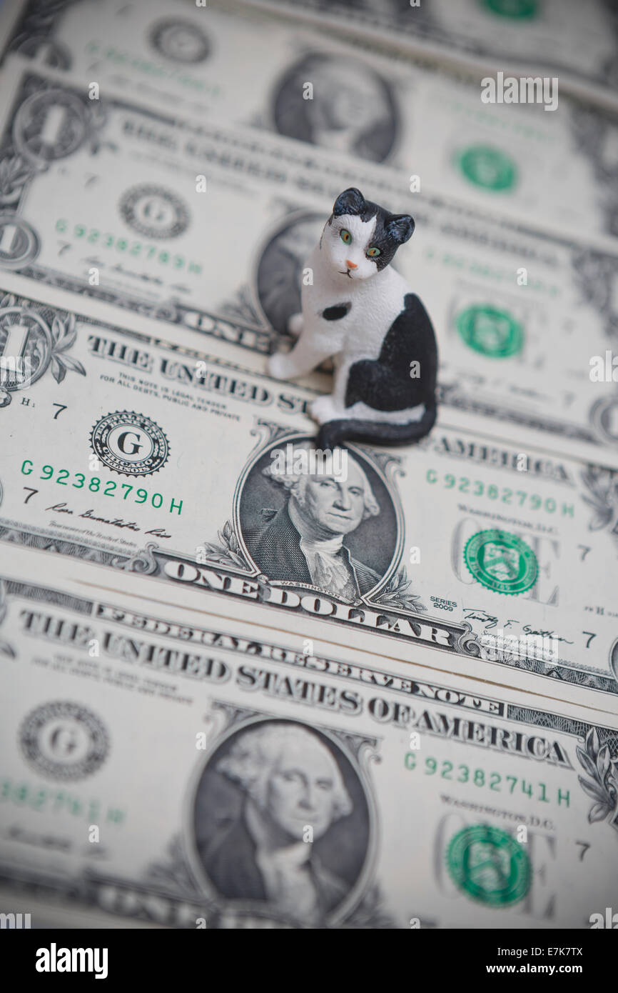 USA des problèmes avec les chats et les animaux de compagnie et le coût de la vie Banque D'Images