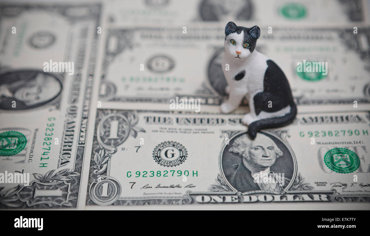 USA des problèmes avec les chats et les animaux de compagnie et le coût de la vie Banque D'Images