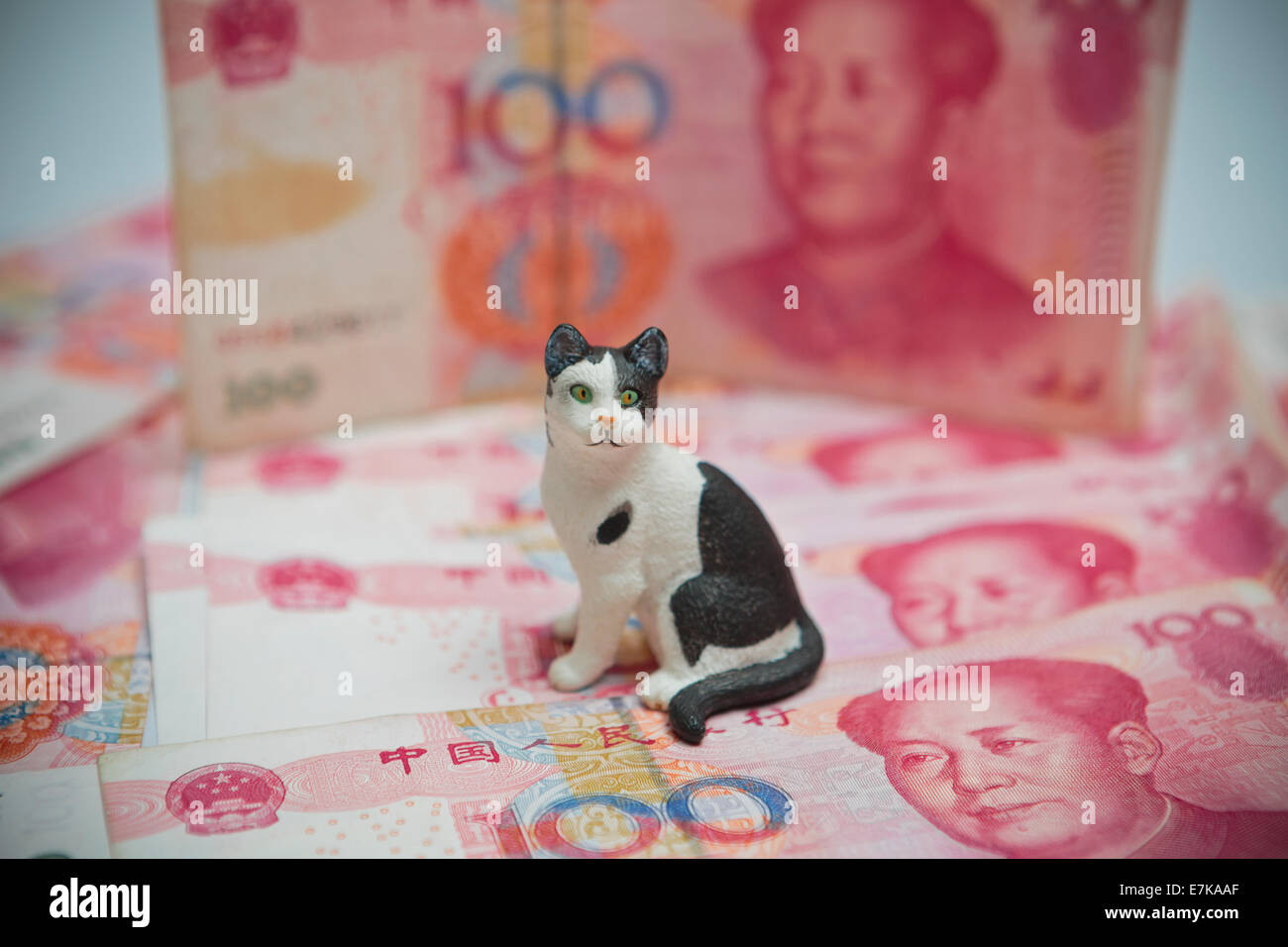 Les problèmes de la Chine avec les chats et les animaux de compagnie et le coût de la vie Banque D'Images