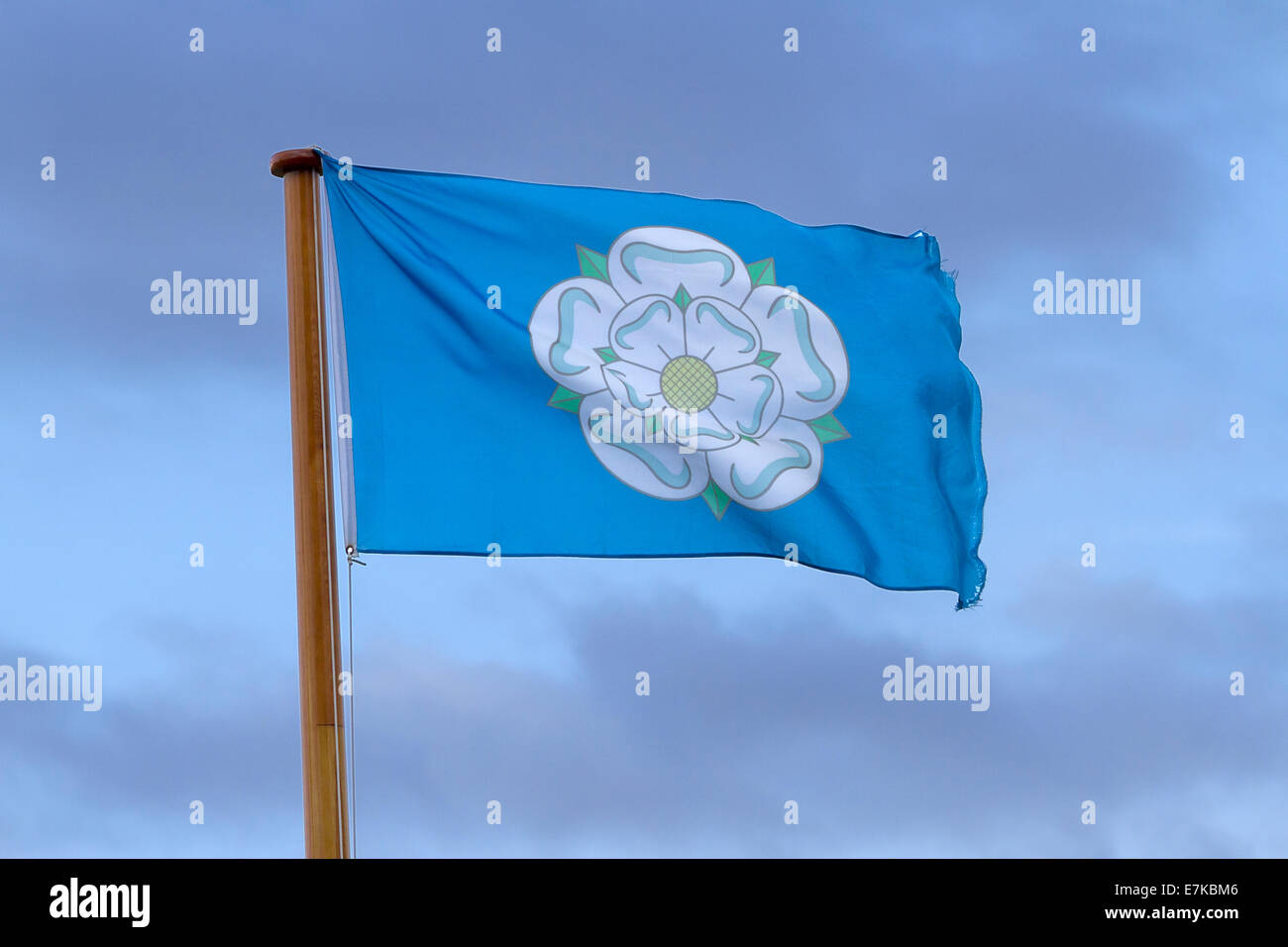 Le Yorkshire rose blanche sur un drapeau du Yorkshire dans le vent Banque D'Images