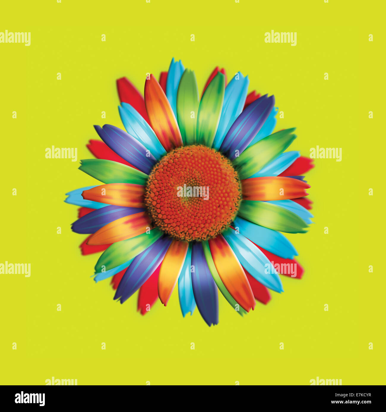 Daisy Multi-couleur Banque D'Images