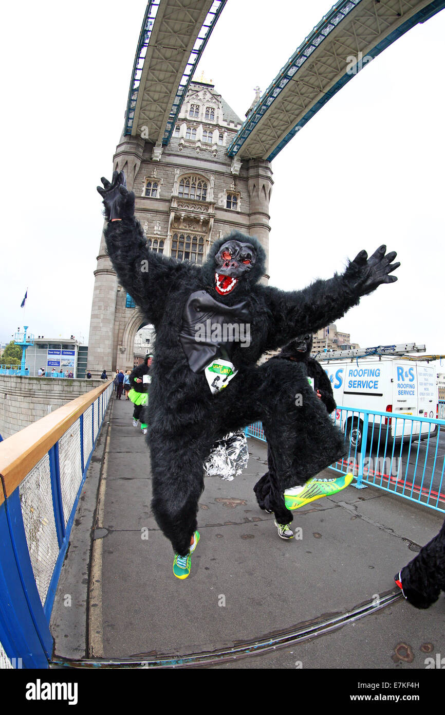 Londres, Royaume-Uni. 20 septembre 2014. Les participants sur le Tower Bridge dans le Great Gorilla Run 2014. Des centaines de gens déguisés en gorilles, beaucoup d'entre eux déguisés ont pris part à la Great Gorilla Run pour recueillir de l'argent pour les gorilles de montagne qui sont sur le point de disparaître. Moins de 800 sont à l'état sauvage. Crédit : Paul Brown/Alamy Live News Banque D'Images