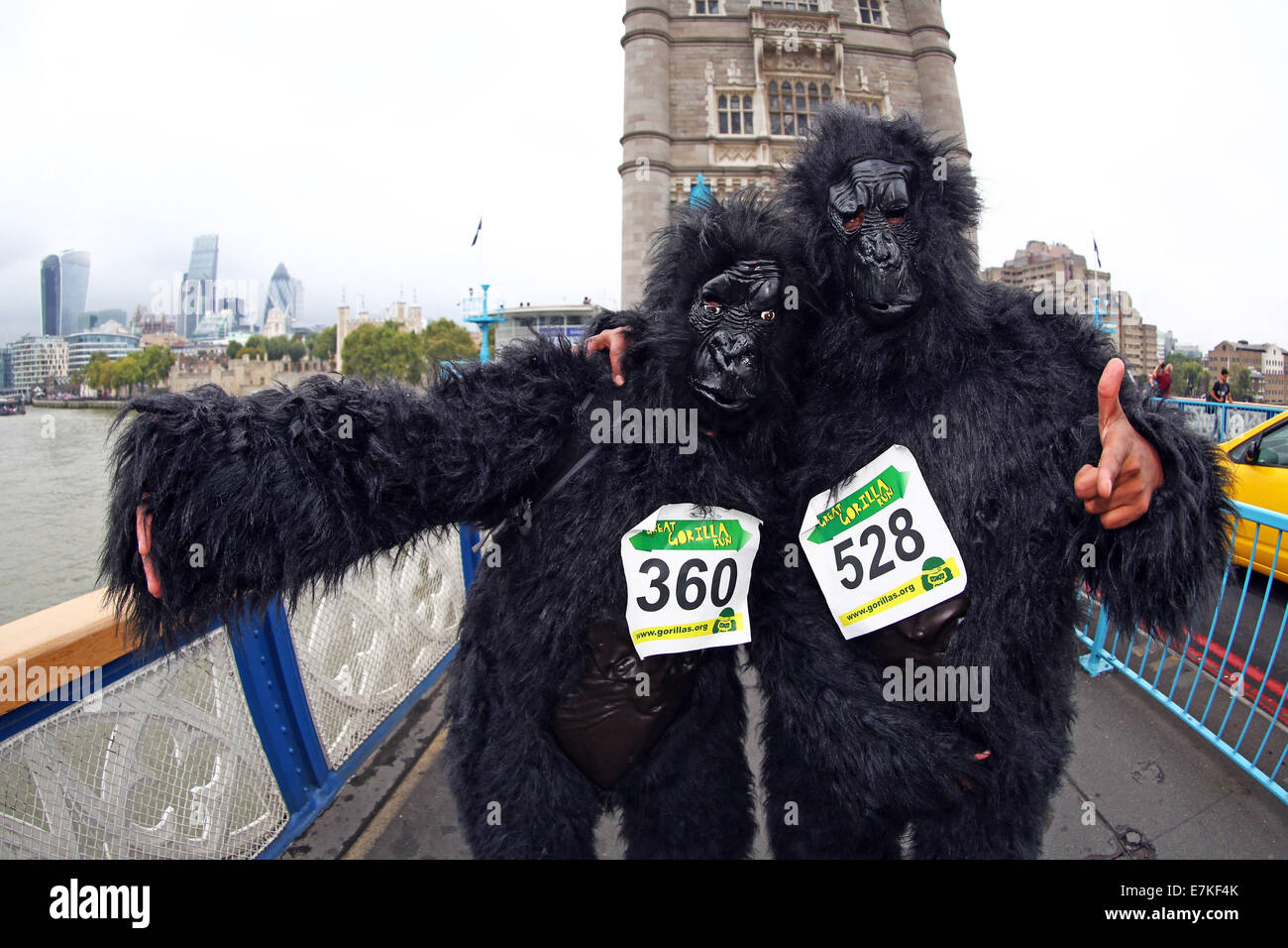 Londres, Royaume-Uni. 20 septembre 2014. Les participants sur le Tower Bridge dans le Great Gorilla Run 2014. Des centaines de gens déguisés en gorilles, beaucoup d'entre eux déguisés ont pris part à la Great Gorilla Run pour recueillir de l'argent pour les gorilles de montagne qui sont sur le point de disparaître. Moins de 800 sont à l'état sauvage. Crédit : Paul Brown/Alamy Live News Banque D'Images