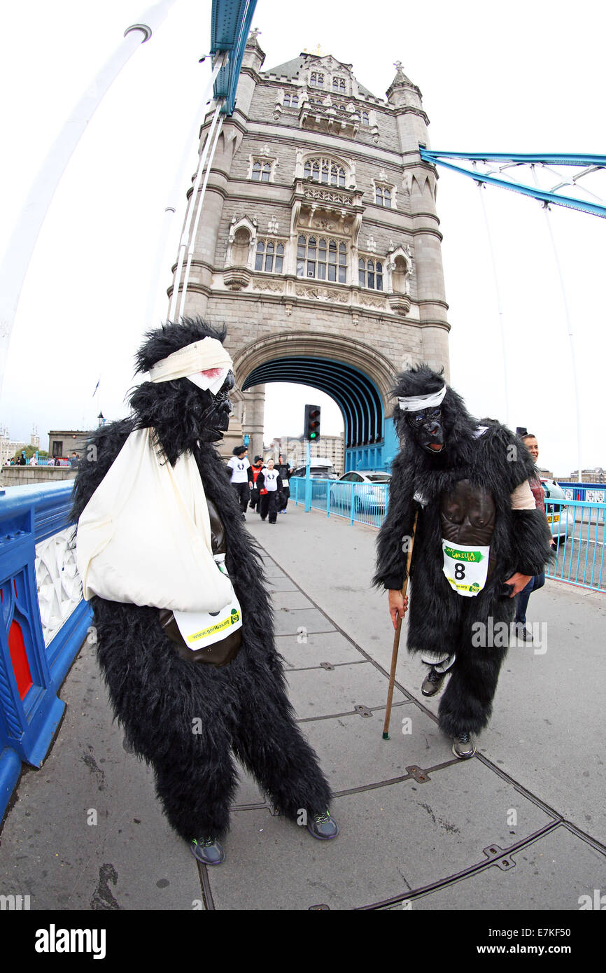 Londres, Royaume-Uni. 20 septembre 2014. Les participants sur le Tower Bridge dans le Great Gorilla Run 2014. Des centaines de gens déguisés en gorilles, beaucoup d'entre eux déguisés ont pris part à la Great Gorilla Run pour recueillir de l'argent pour les gorilles de montagne qui sont sur le point de disparaître. Moins de 800 sont à l'état sauvage. Crédit : Paul Brown/Alamy Live News Banque D'Images