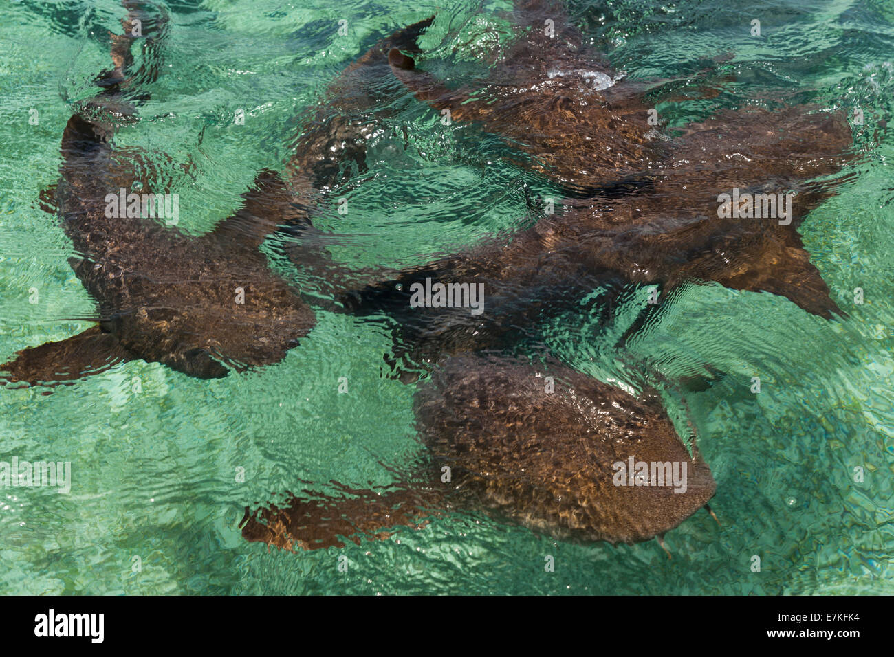 Requins nourrice dans la mer des Caraïbes, Caye Caulker, Belize Banque D'Images