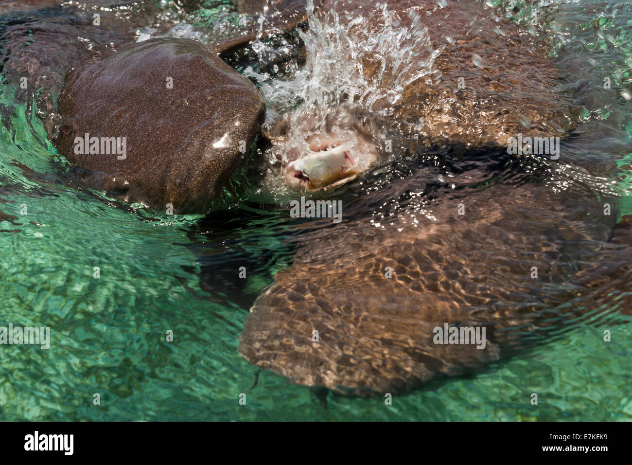 Requins nourrice manger dans la mer des Caraïbes, Caye Caulker, Belize Banque D'Images