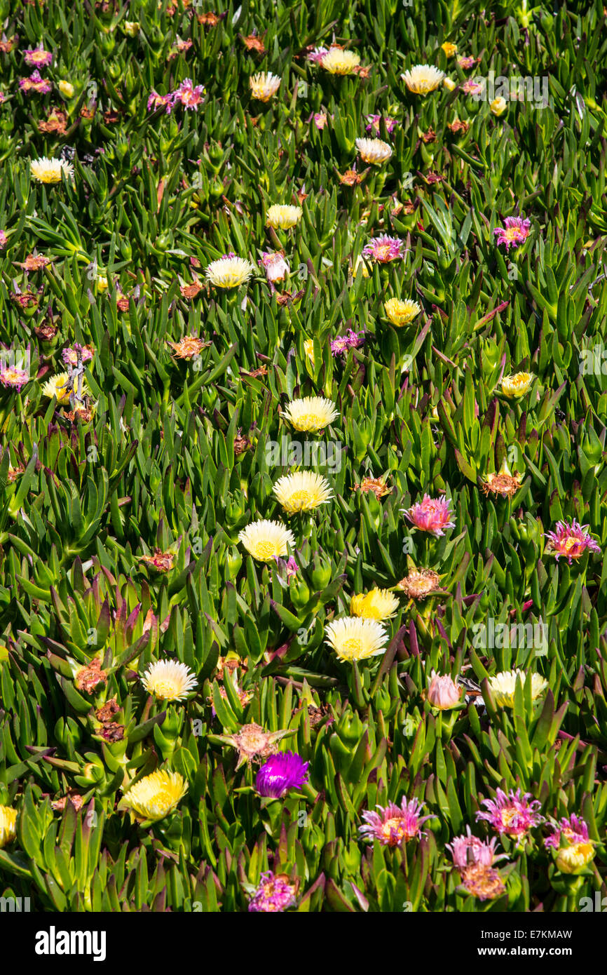 Détail de fleurs sauvages côtières au point Reyes National Seashore. La Californie. Banque D'Images