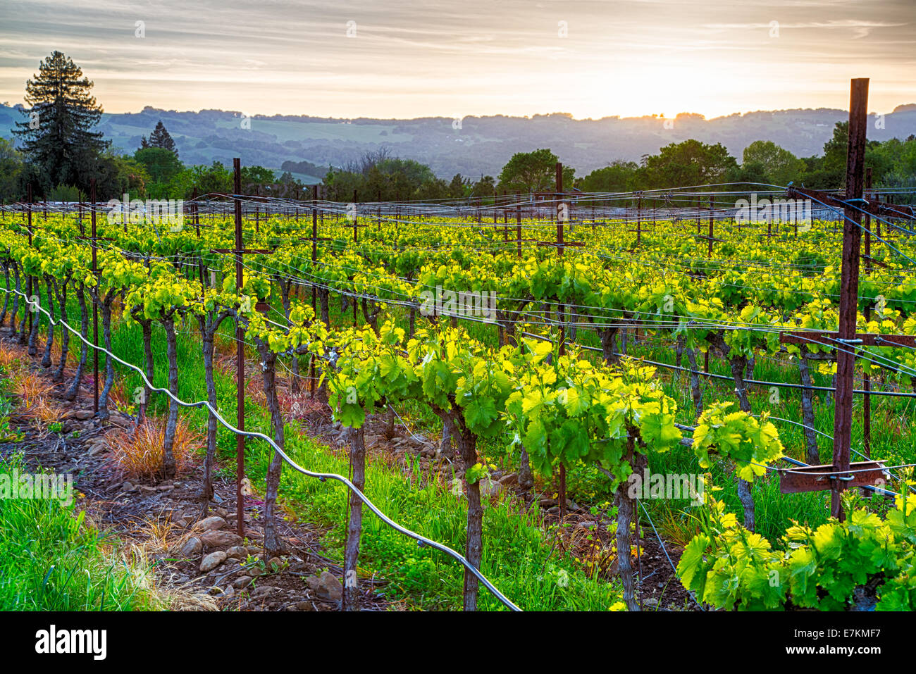 Coucher de soleil sur les vignes dans la région viticole de la Californie. Le Comté de Sonoma, en Californie Banque D'Images