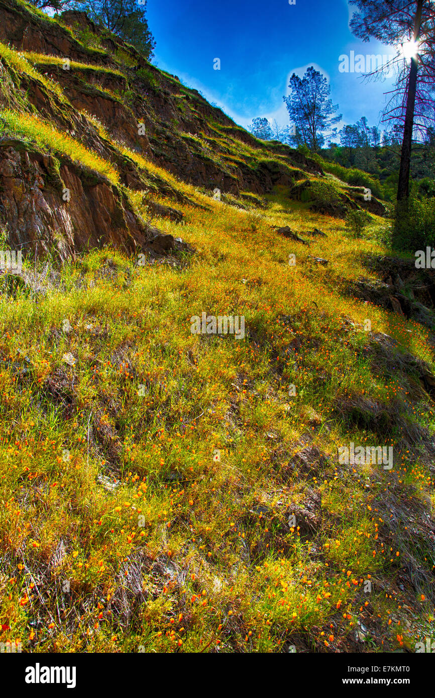 Coquelicots de Californie couvrent les collines et falaises de la Merced River Canyon au printemps. La Californie, USA Banque D'Images