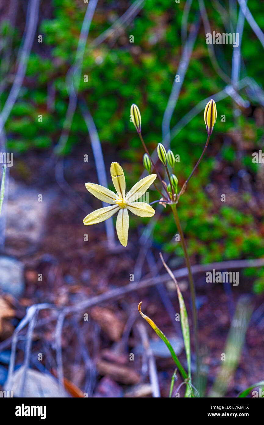Fleurs jaune nommé joli visage. Merced River Canyon. La Californie. Banque D'Images