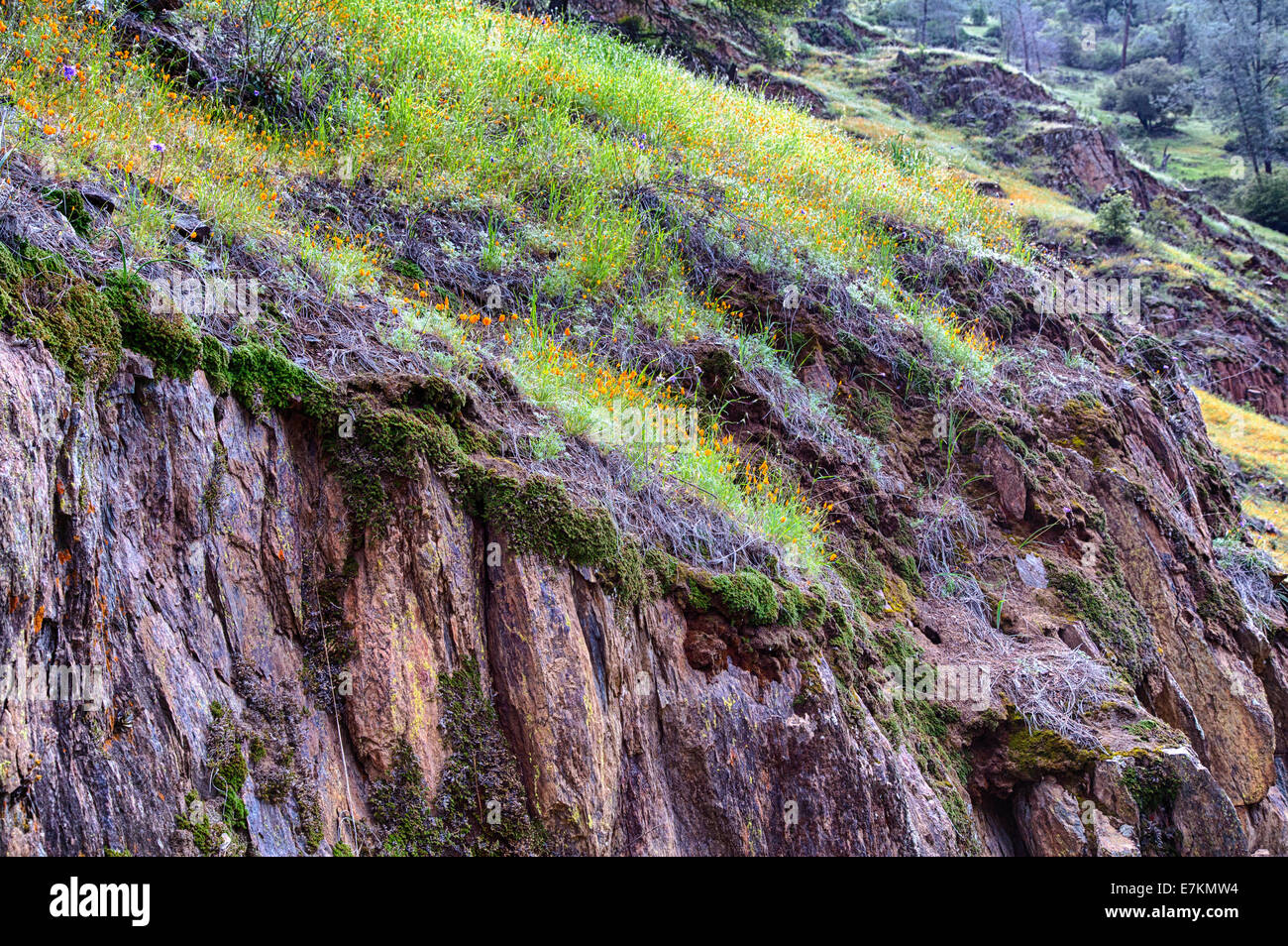Coquelicots de Californie couvrent les collines et falaises de la Merced River Canyon au printemps. La Californie, USA Banque D'Images