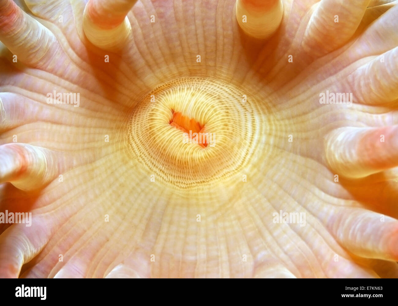 Anémone de mer Stomphia coccinea Stomphia (mer Blanche), Carélie, de l'Arctique, Fédération de Russie Banque D'Images