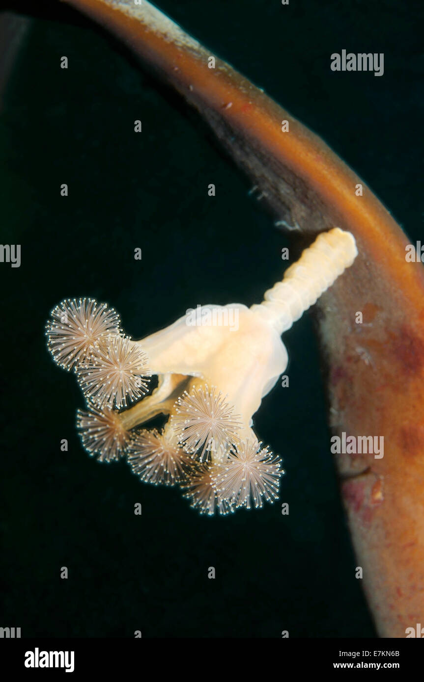 Les méduses (Lucernaria quadricornis pédonculées) Mer Blanche, la Carélie, de l'Arctique, Fédération de Russie Banque D'Images
