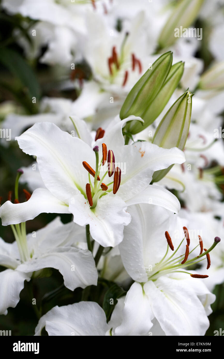 Lilium. Fleurs de lys blanc. Banque D'Images