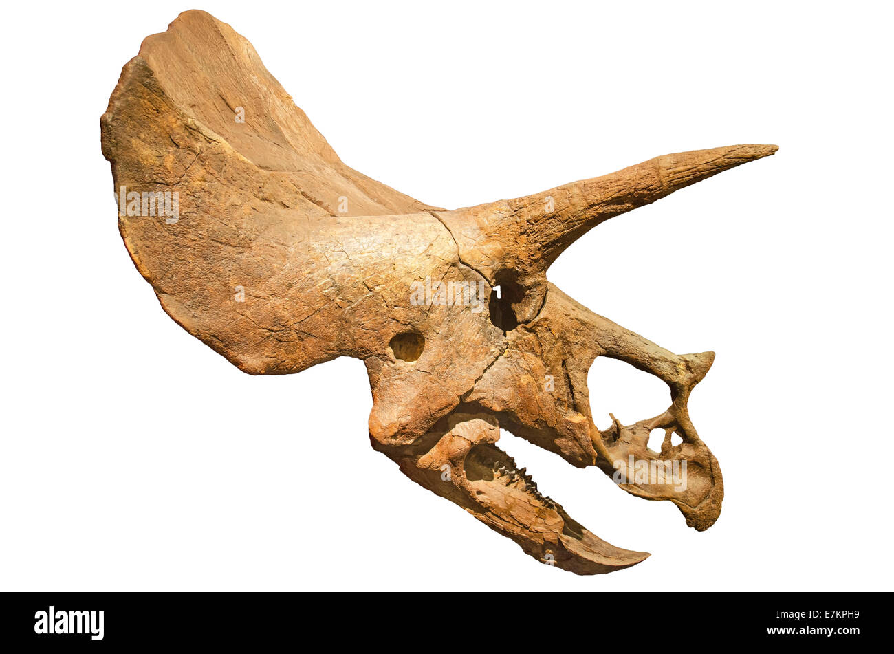 Squelette de dinosaure. Triceratops crâne sur fond blanc fond isolé Banque D'Images