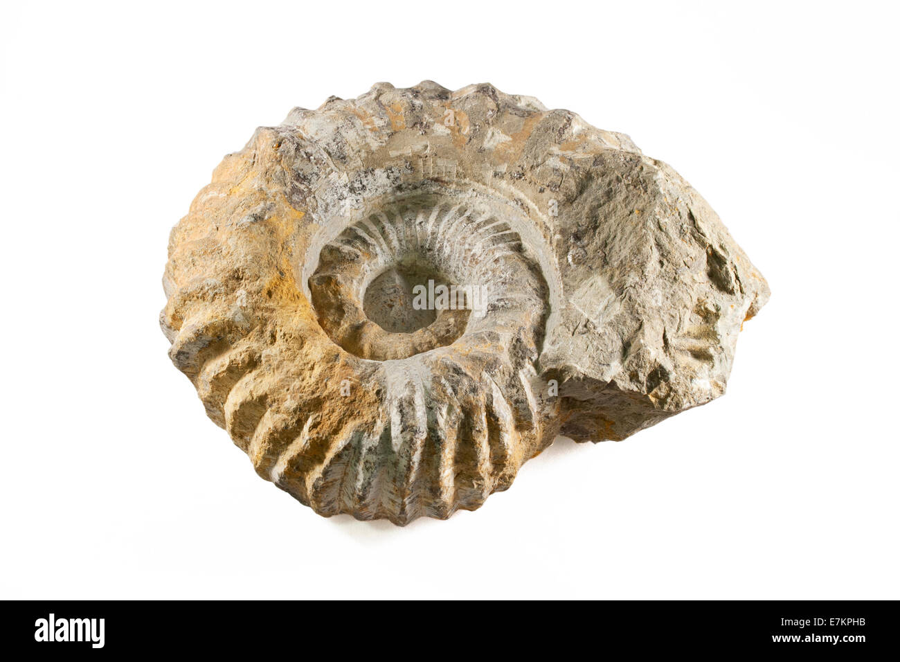 Plus de fossiles d'ammonites fond isolé blanc Banque D'Images
