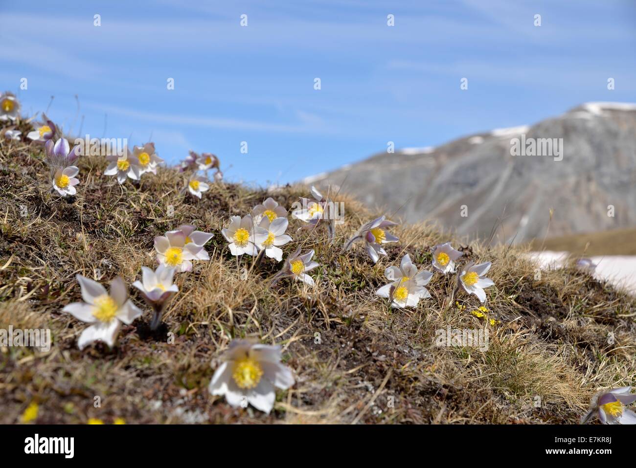 Pasqueflower Pulsatilla vernalis (printemps), Jufplaun, Basse Engadine, Canton des Grisons, Suisse Banque D'Images